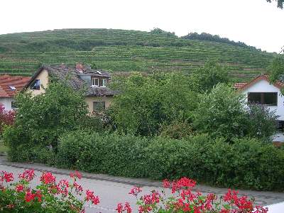 Blick von der Unterkunft Rebenblick auf den Kaiserstuhl bei Ihringen